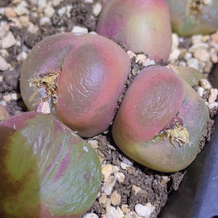 45555588888885555255552