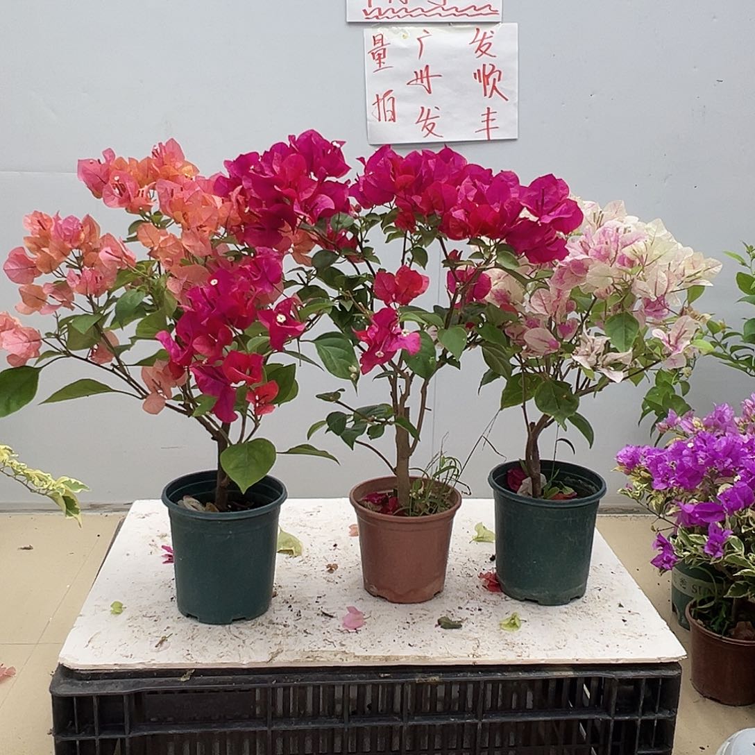 完全开放波妹，黑玫瑰，章红英组合