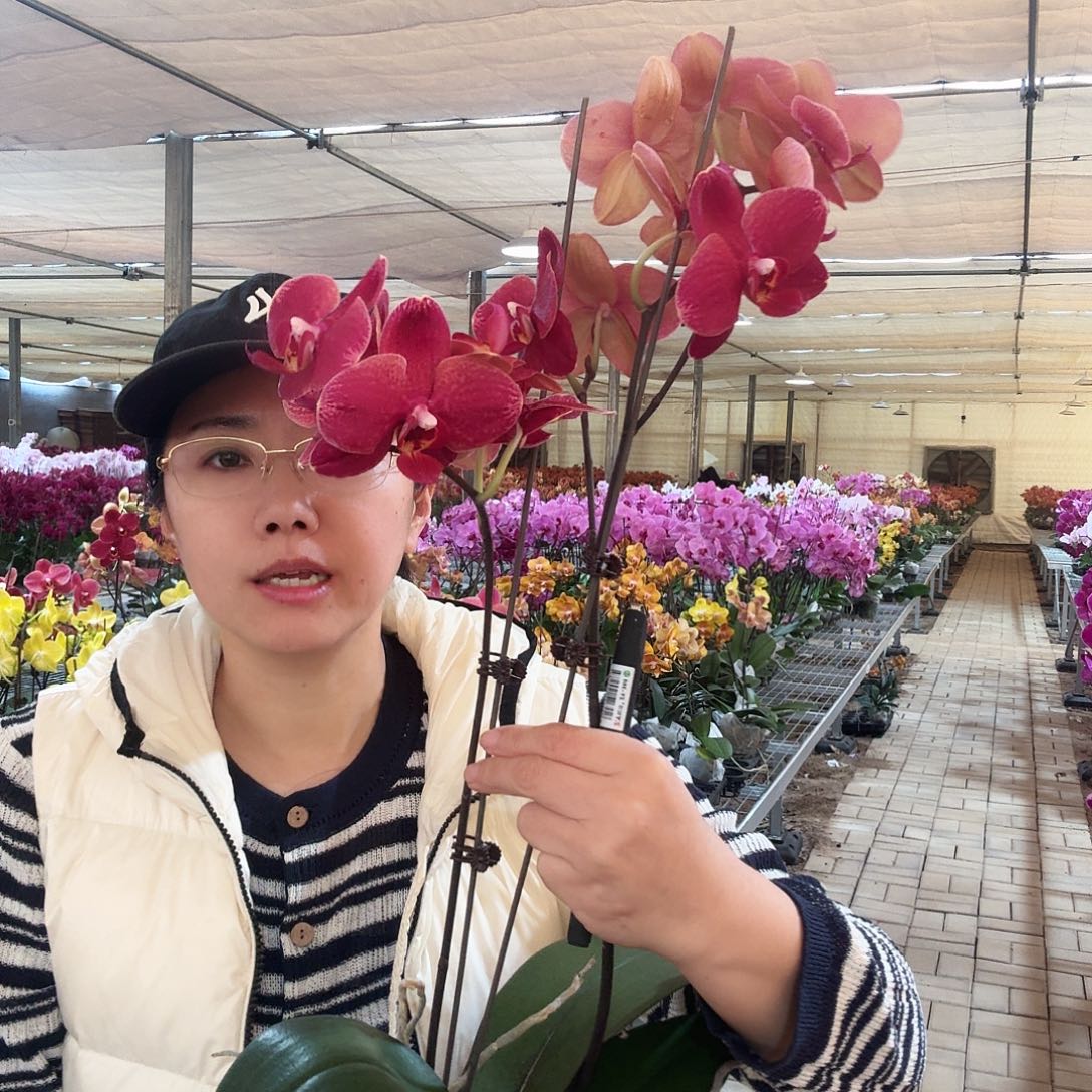 完全开放突尼斯1颗255