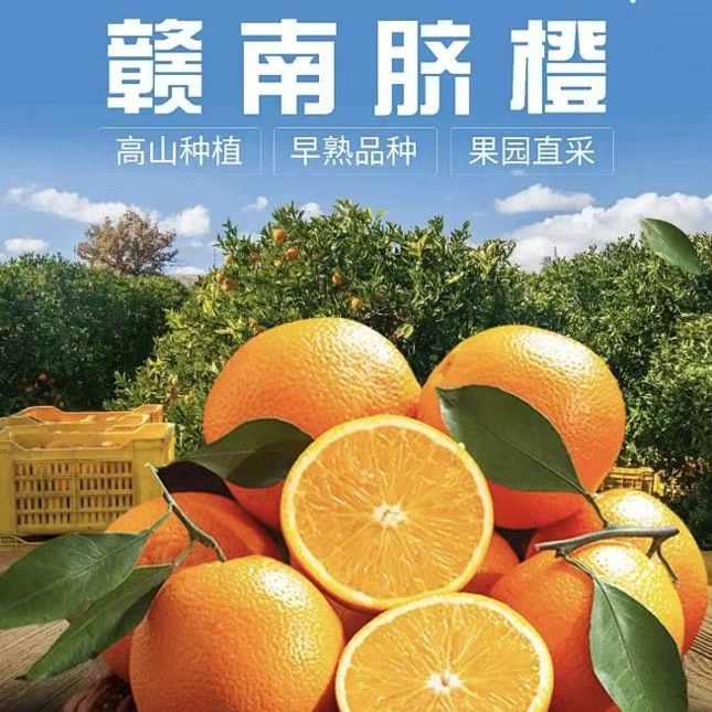 正宗江西赣南脐橙 彩箱发货新鲜橙子当季水果现摘现发整箱现发A