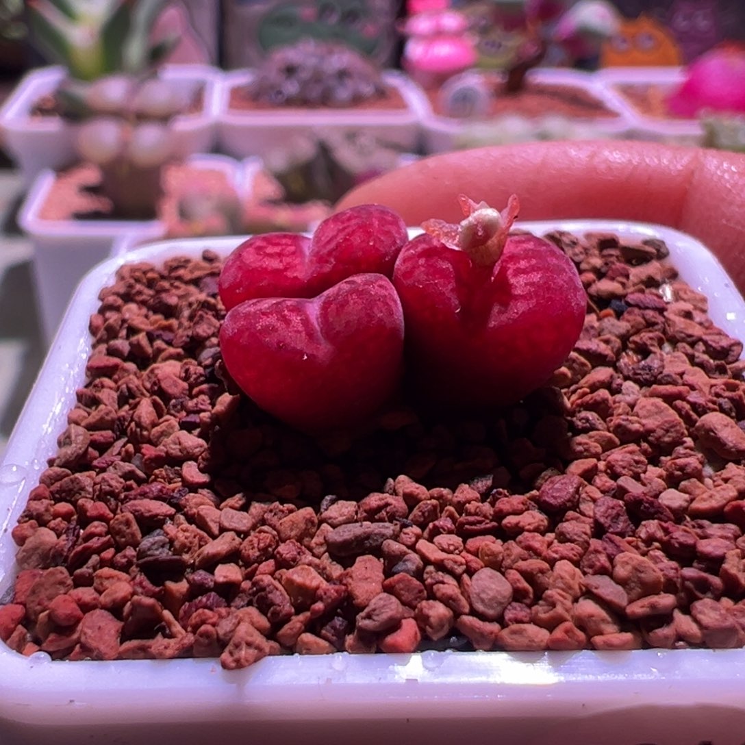 b***u1212，吕杂，重毛绒