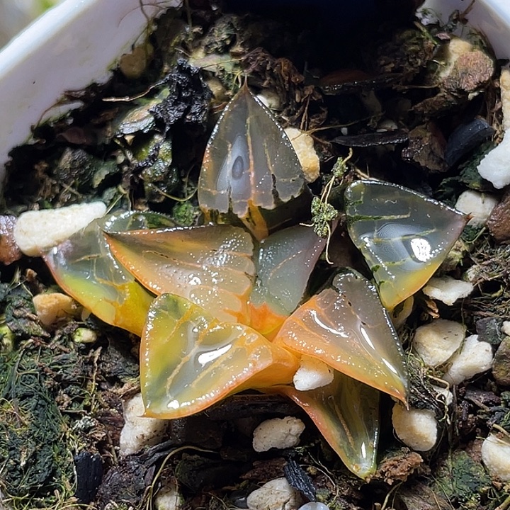 572阿房宫锦福利一物