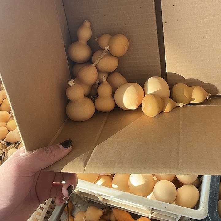 美国12个小的鸡蛋2