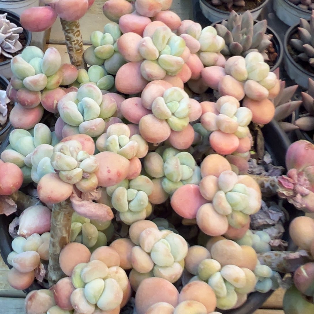 大洛神，喜欢去拍。