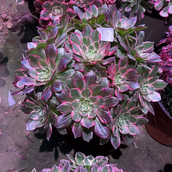 多肉植物万花筒00916