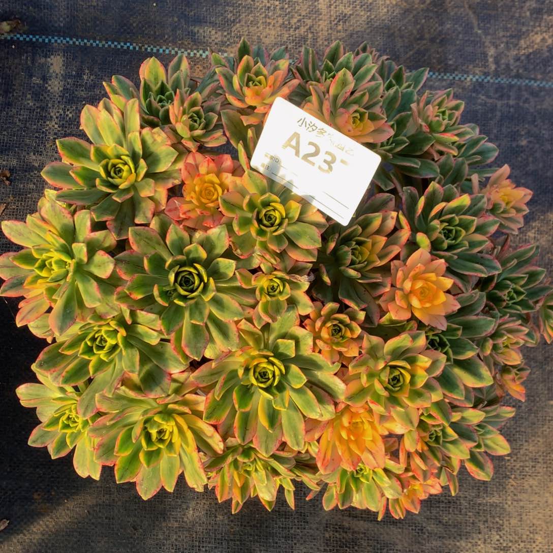 237甜茶88888888888