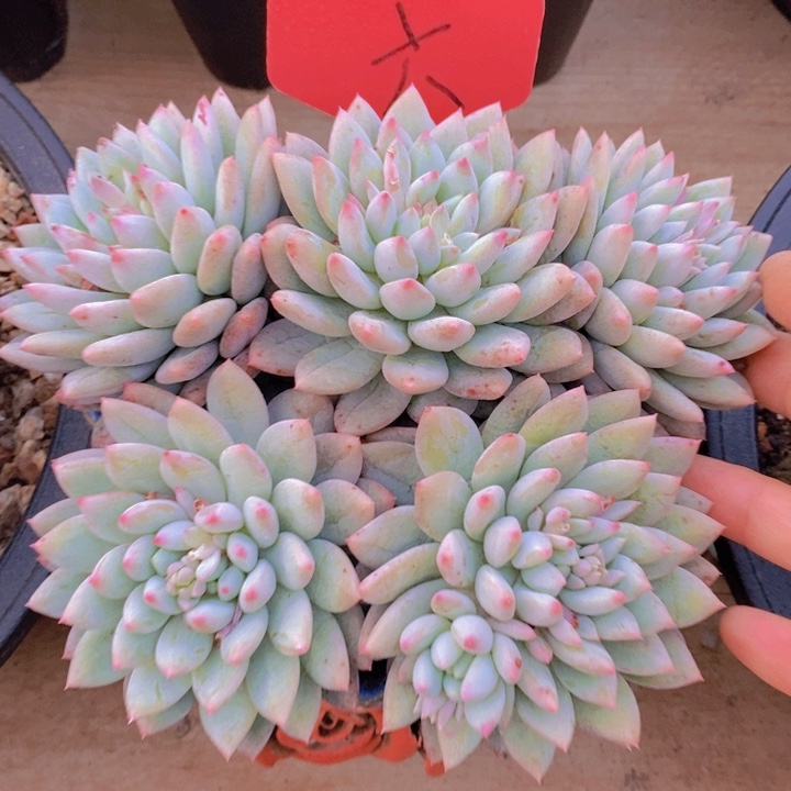 在家里面吃饭的吗