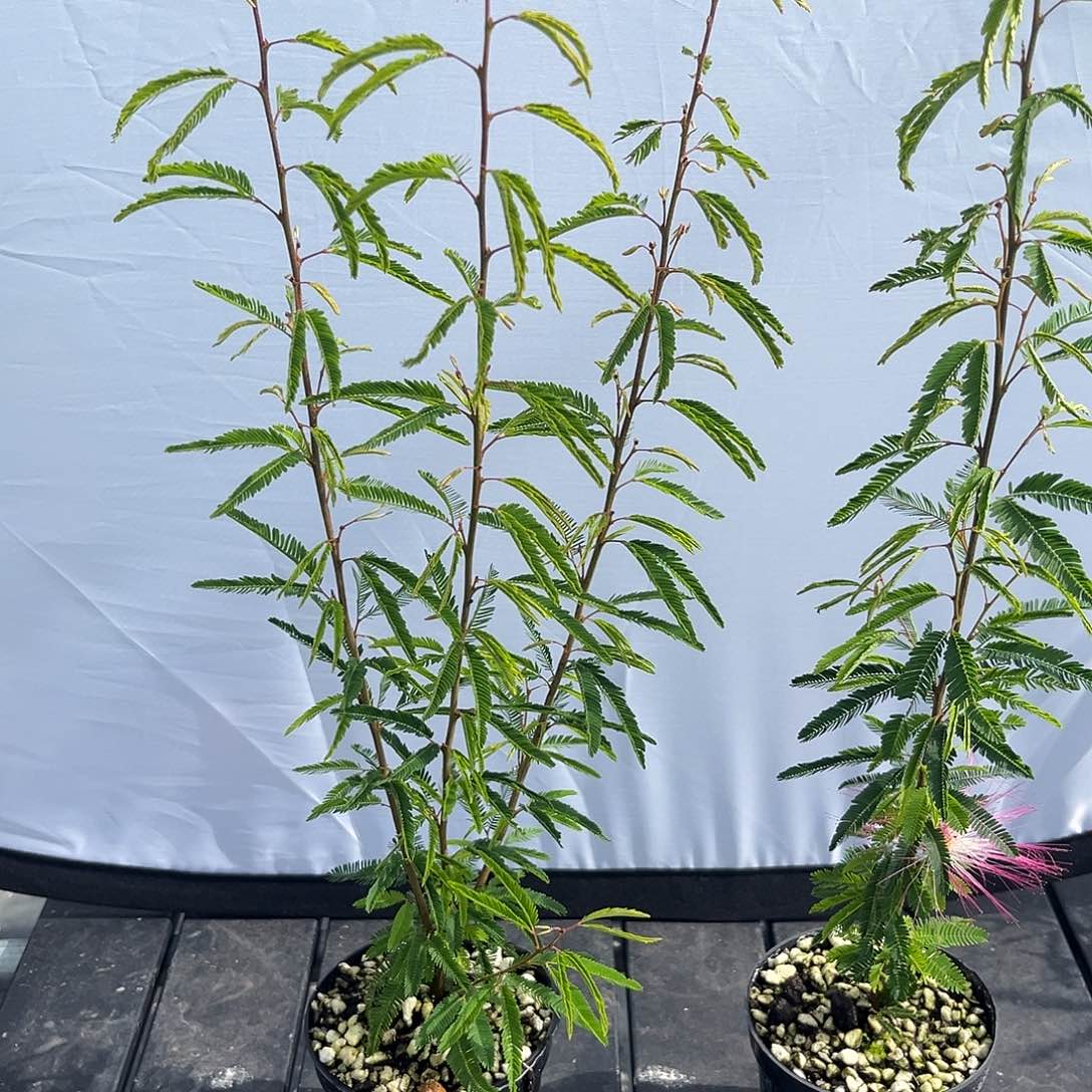 当前无花栽培后可以开花