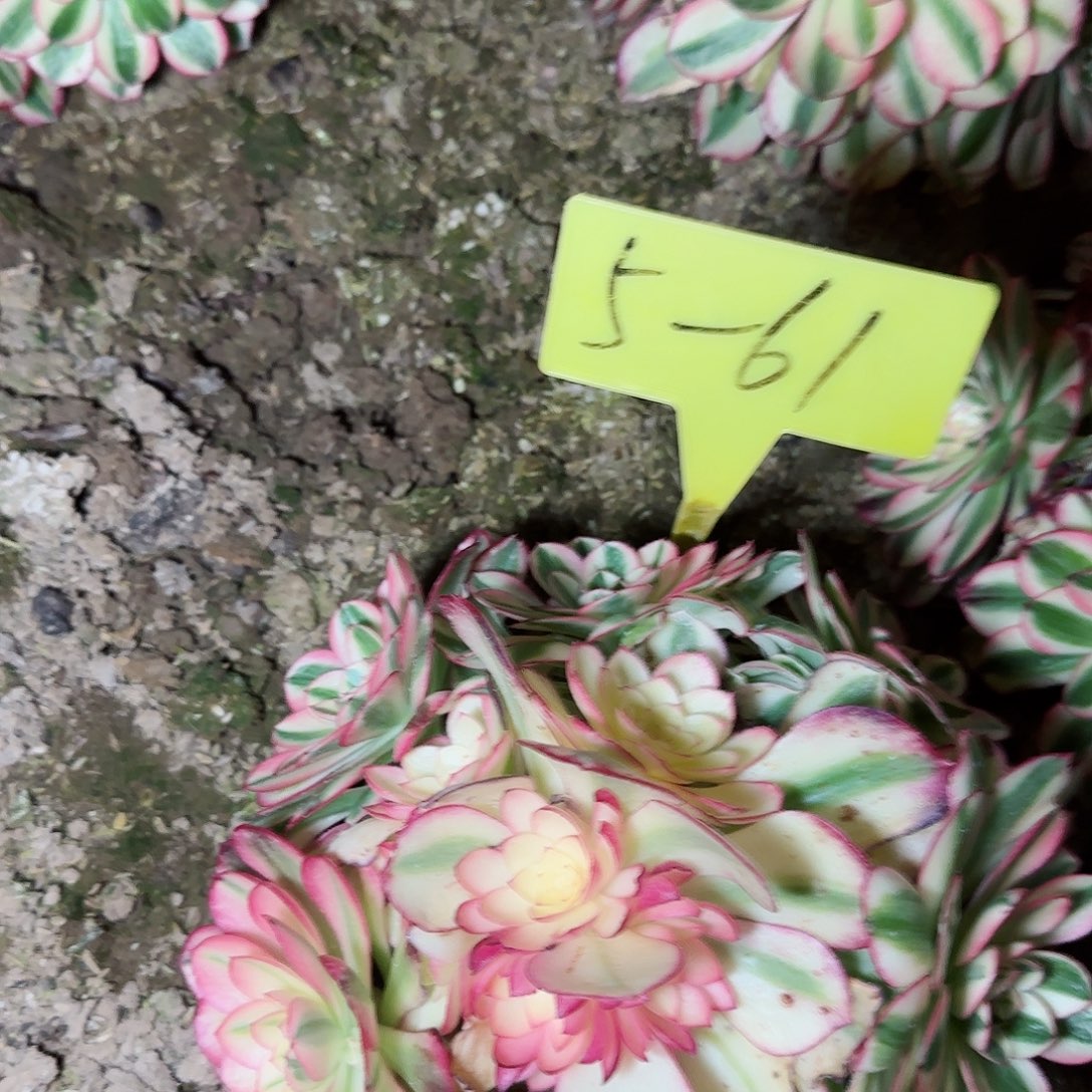 5-61--+多头多肉荔枝多肉