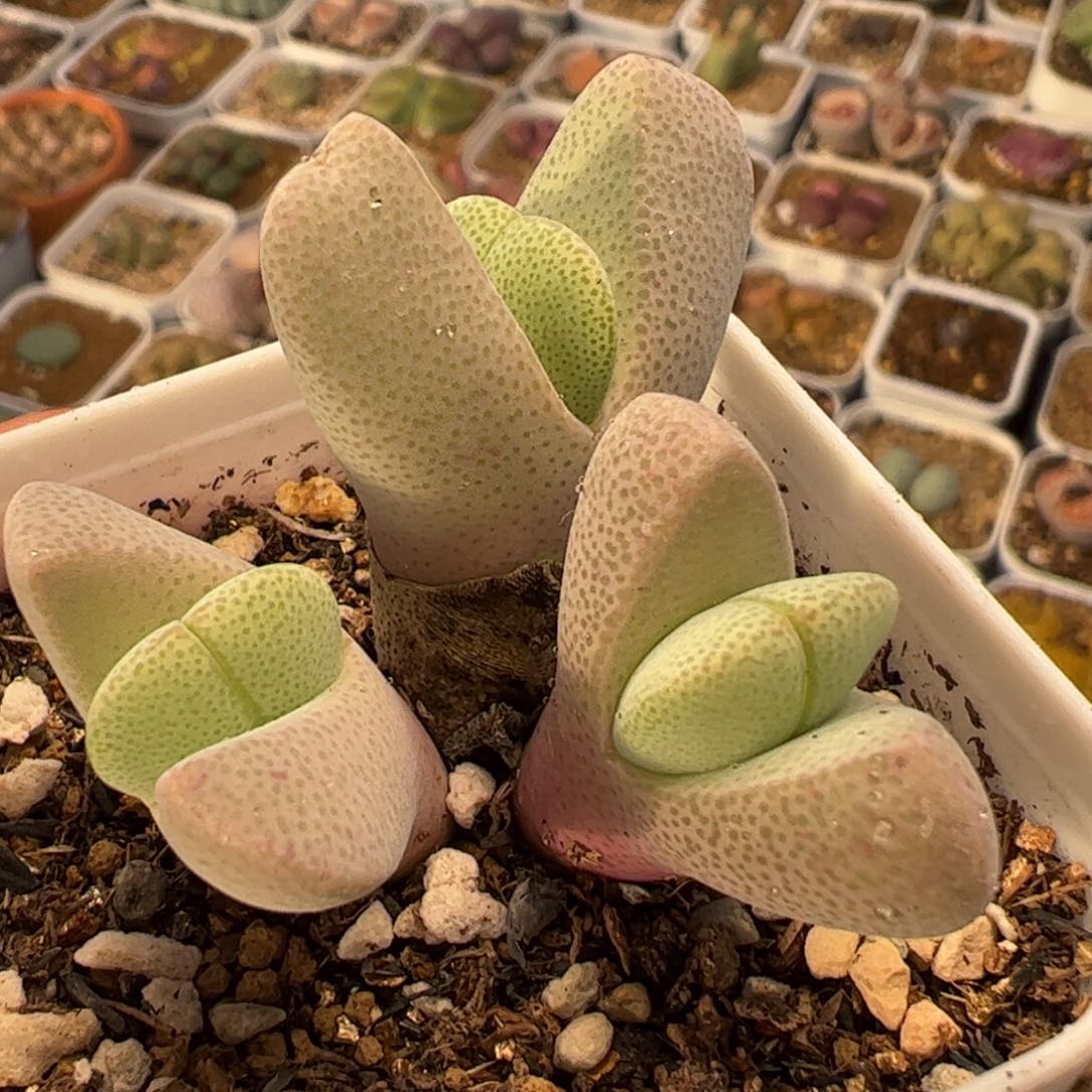 018多肉植物组合