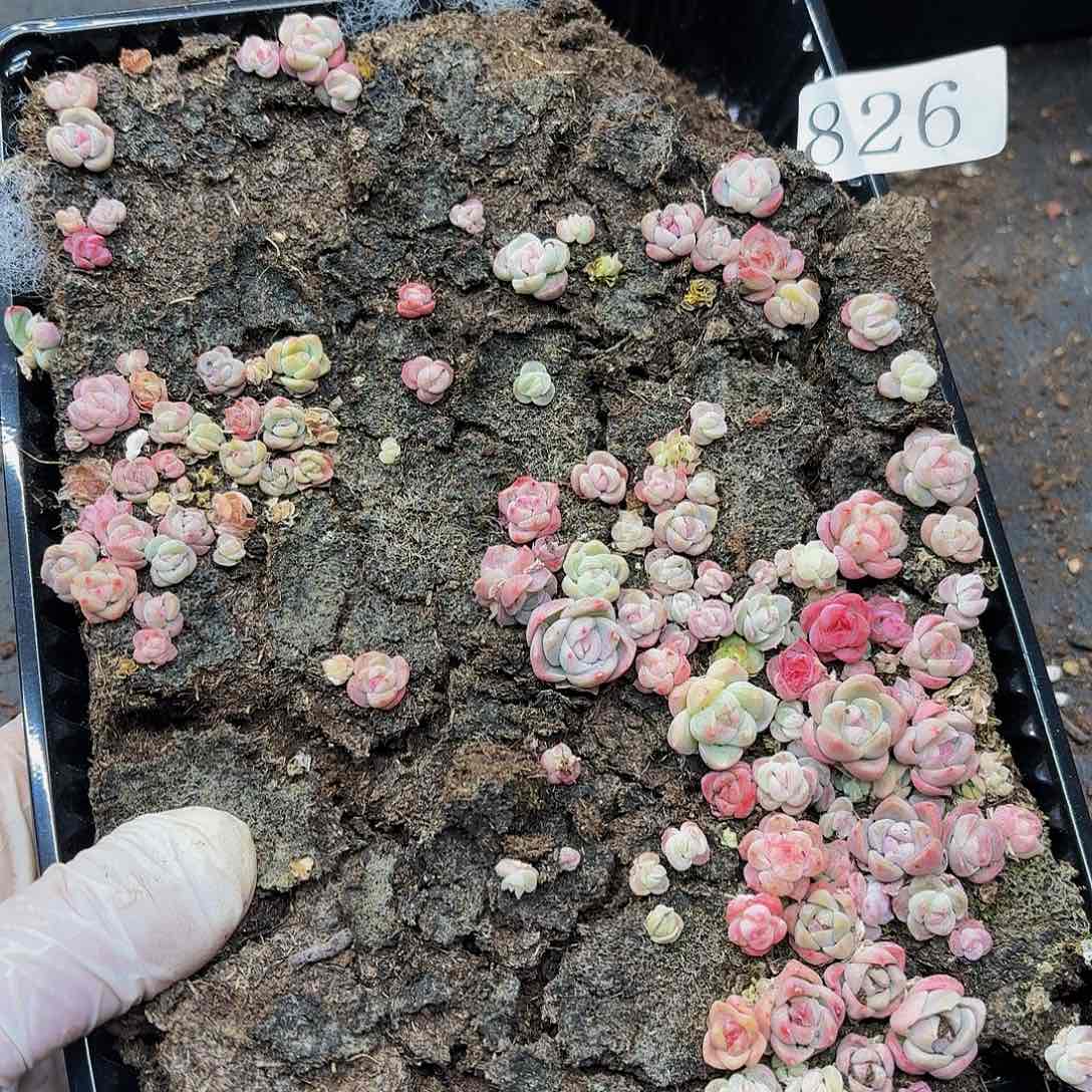 多肉植物多肉植物826