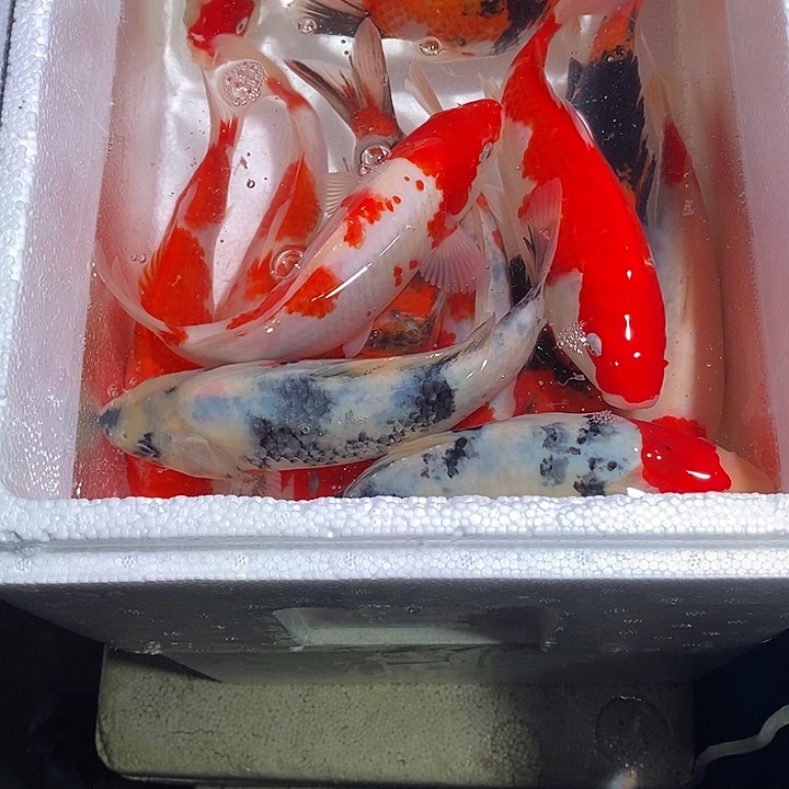 ༺***⁴锦鲤纯种血统锦鲤观赏鱼