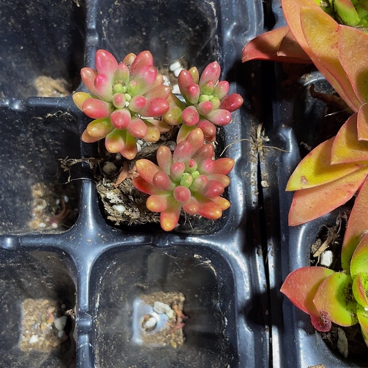 红之玉1.5带土发货