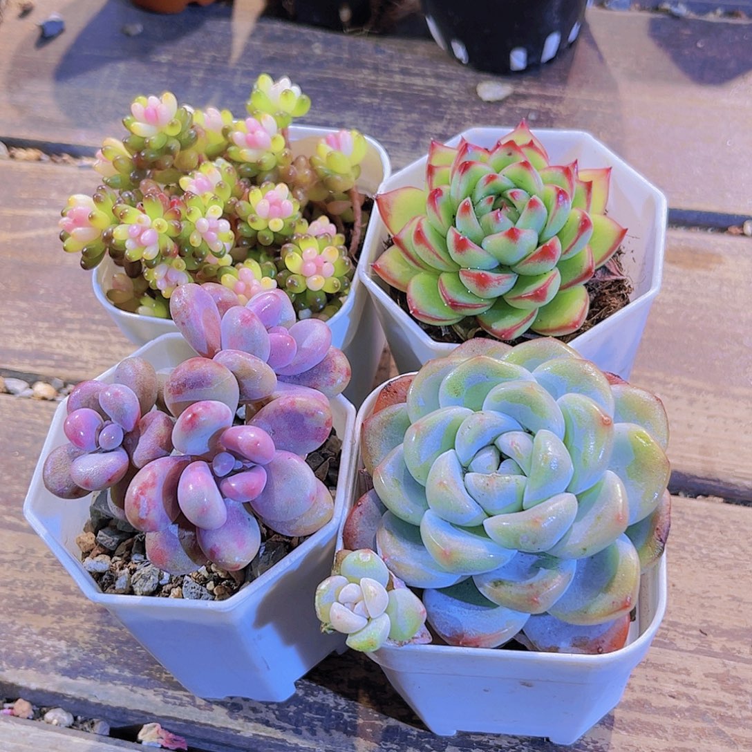 龙珠。月亮石。桃蛋。冰玉单