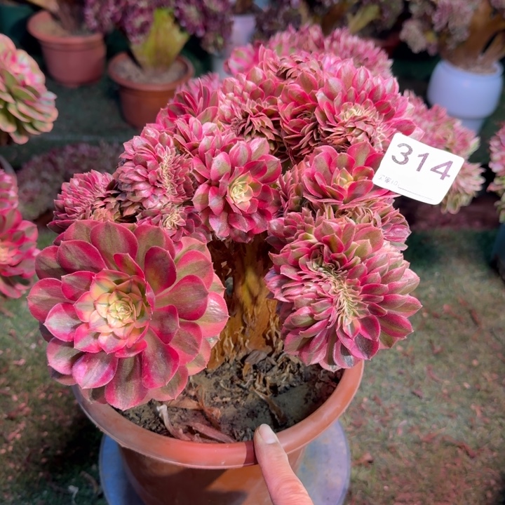 倾城法师锦缀化314法师锦