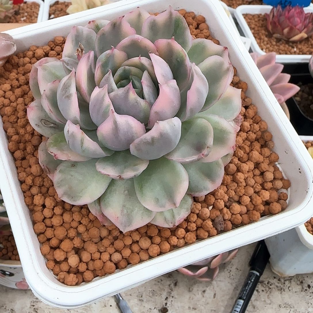 草莓蛋糕锦多肉植物