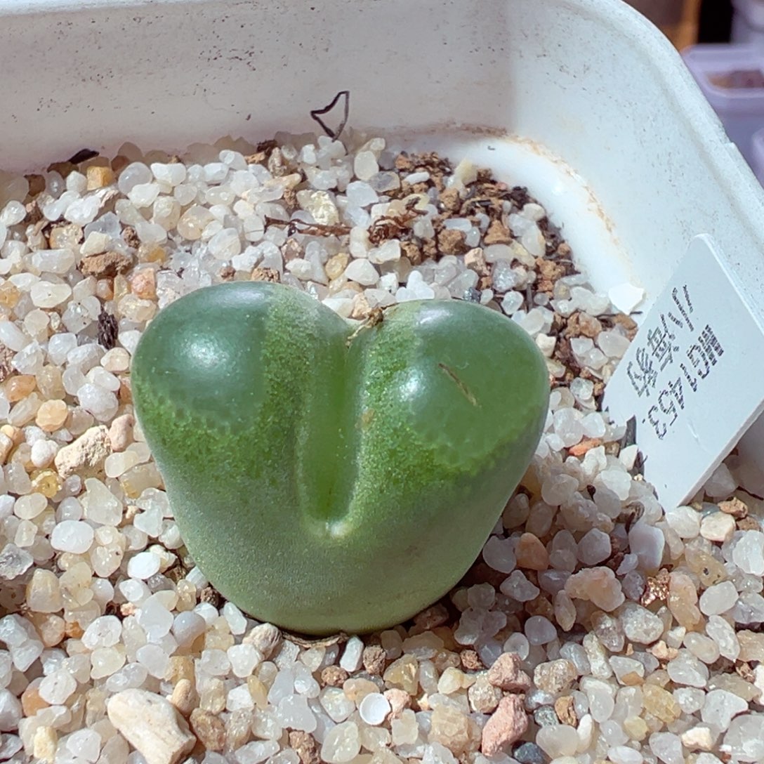 1214-212多肉多日海豹