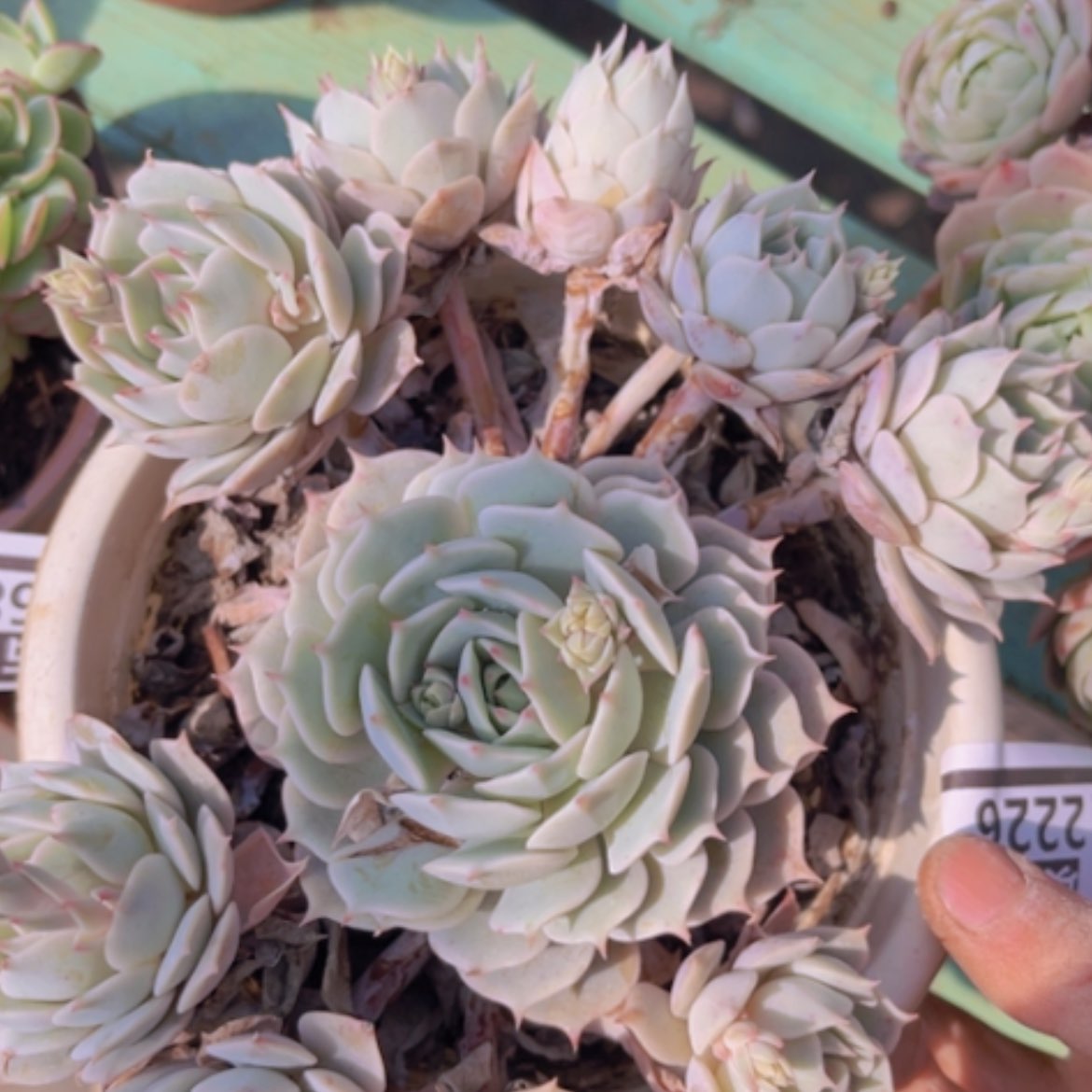 【闪购商品】露娜莲12226