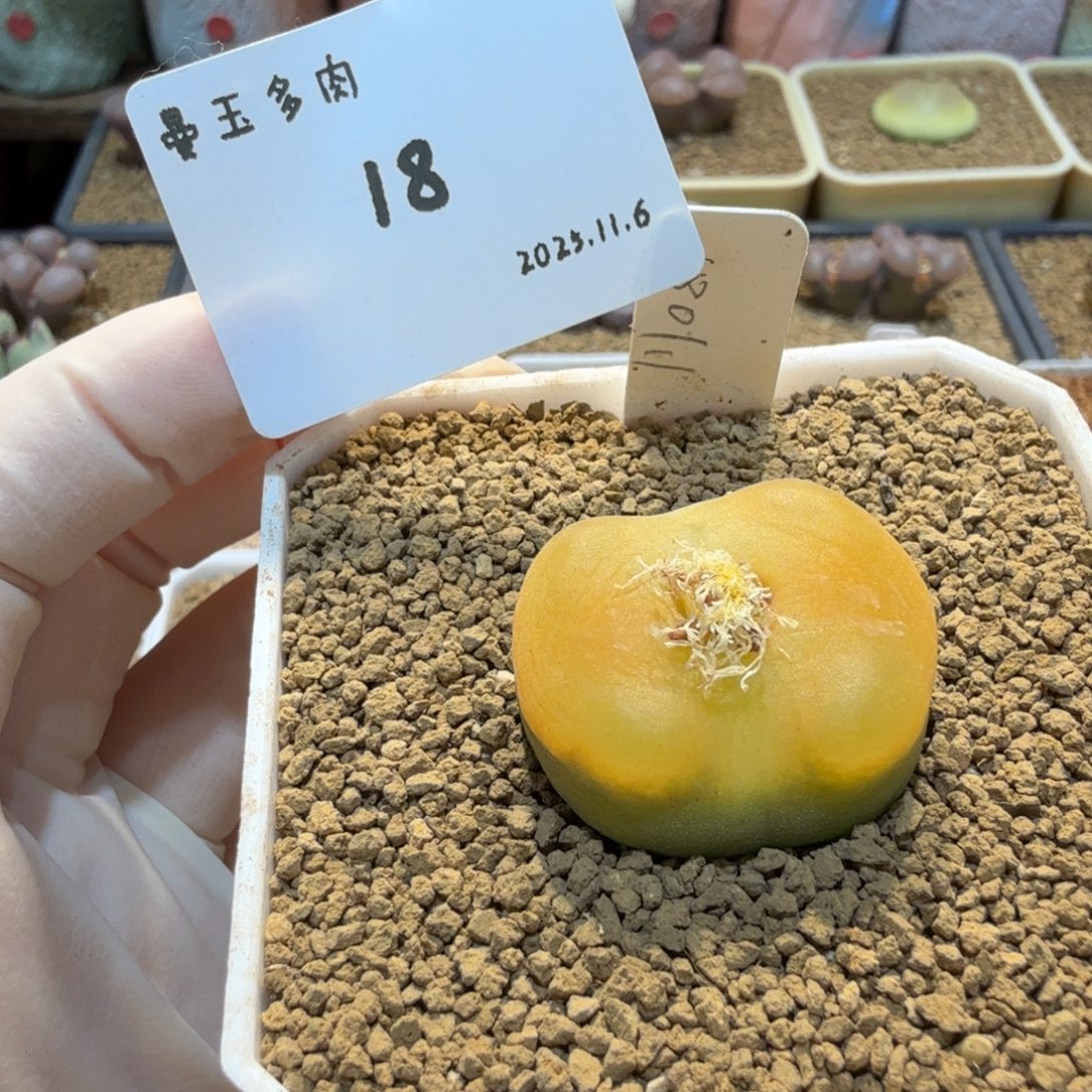 多肉多肉多肉11.6-018 蟠桃