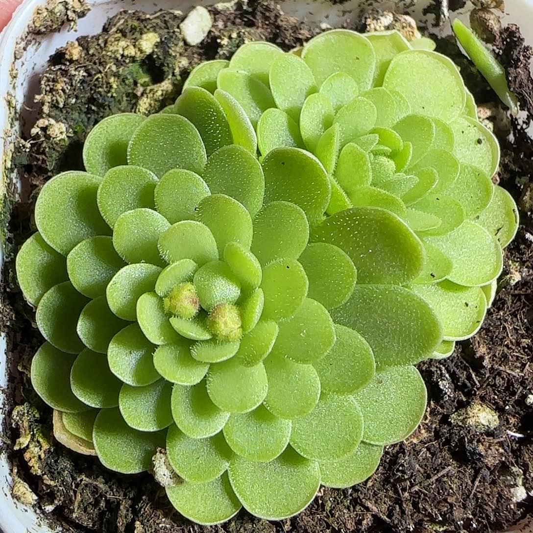 多肉1221-47捕虫堇