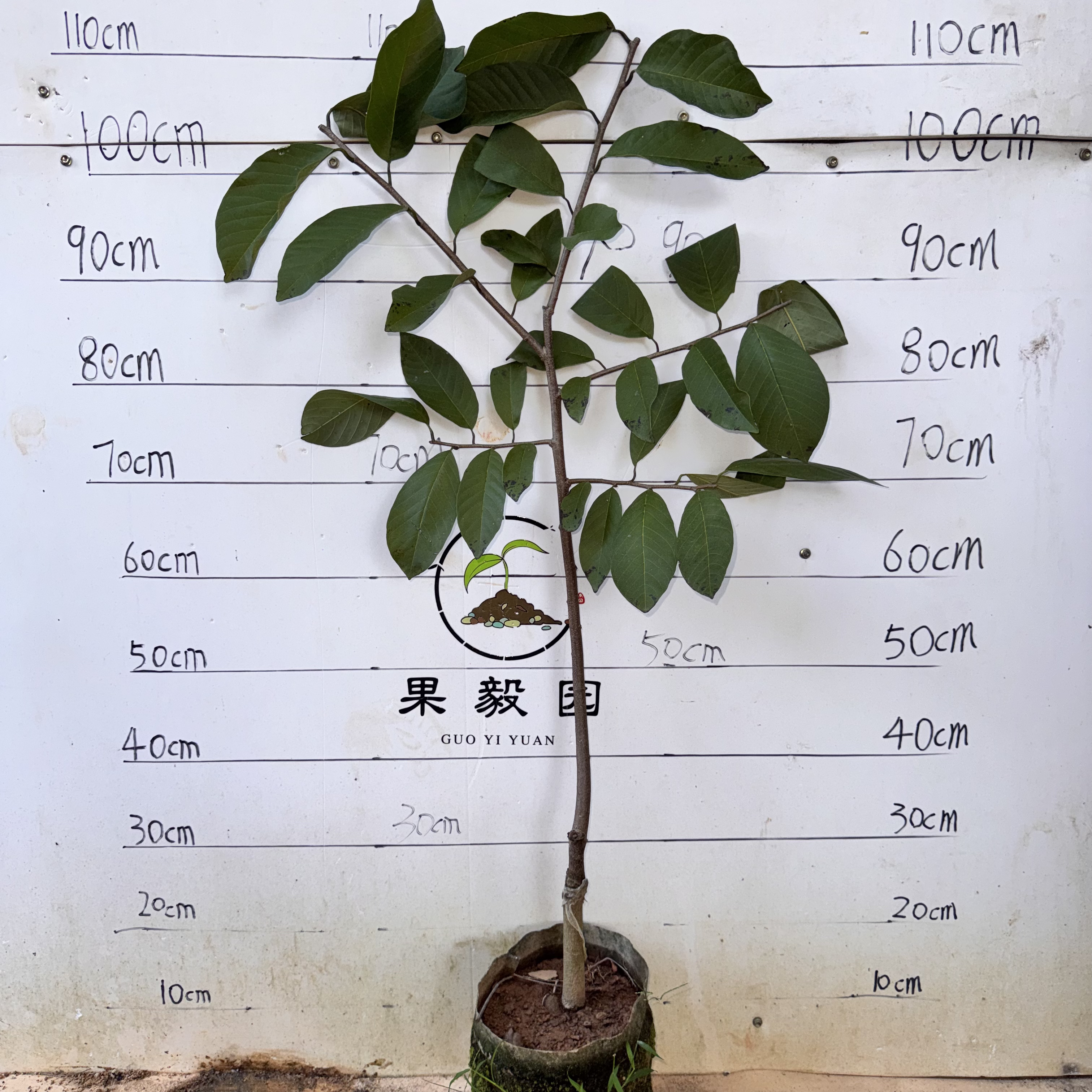 台湾凤梨释迦果苗 纯甜无酸 软糯香甜可口天然的冰激凌盆栽地栽