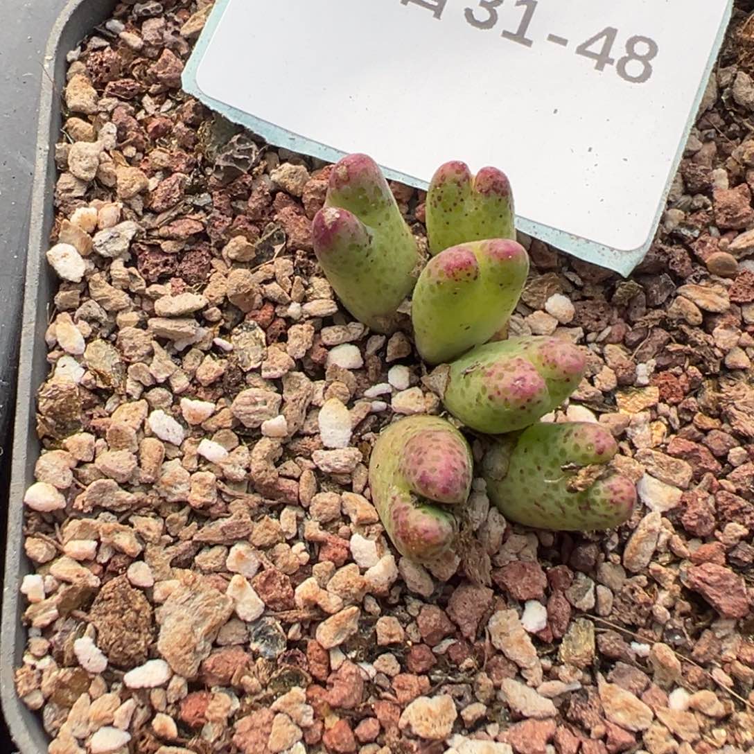 31-48肉锥多肉植物，