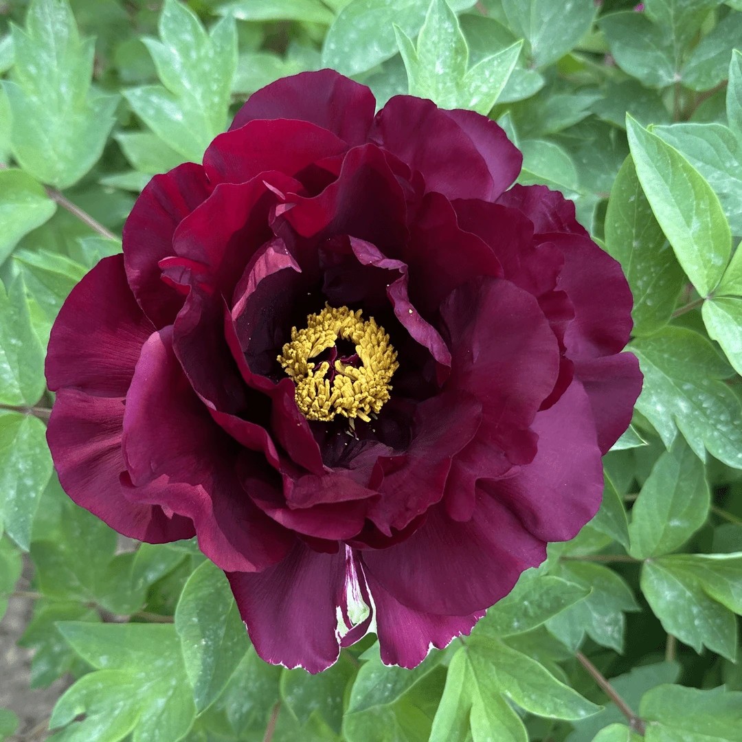 赛墨莲】正宗洛阳重瓣牡丹花苗北方耐寒盆栽地栽室内庭院花卉牡丹