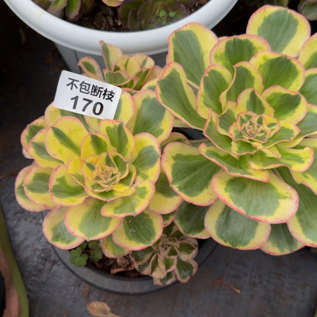 170多肉植物法师号