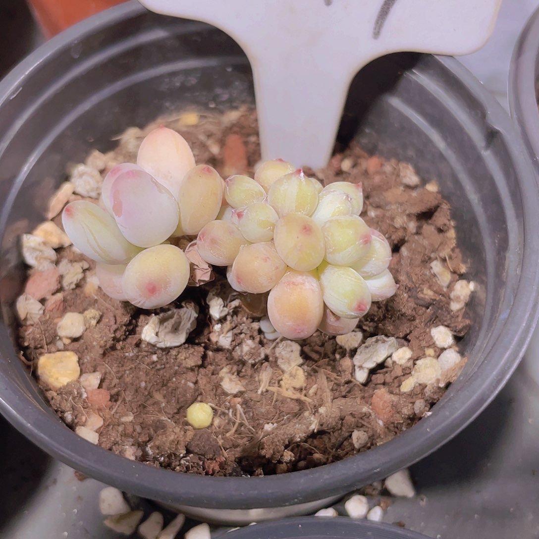 苹果奶缀e044一物一拍多肉