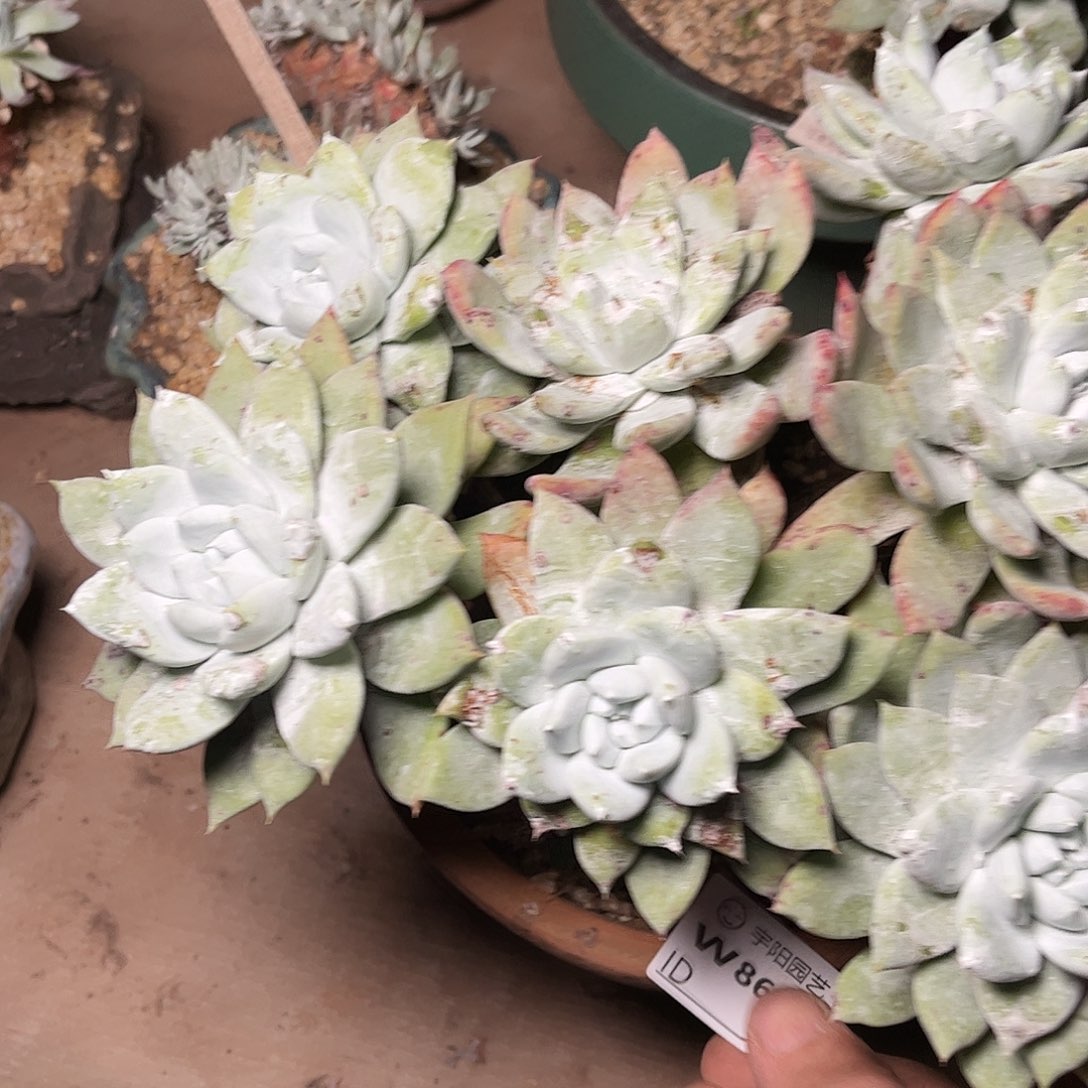 贝*8663帕翠啥仙女杯多肉