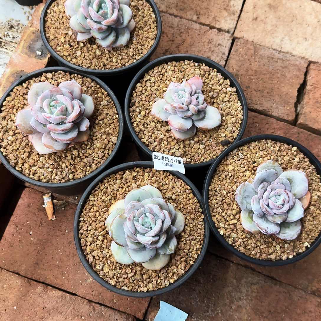 欣*多肉植物奶茶5颗585