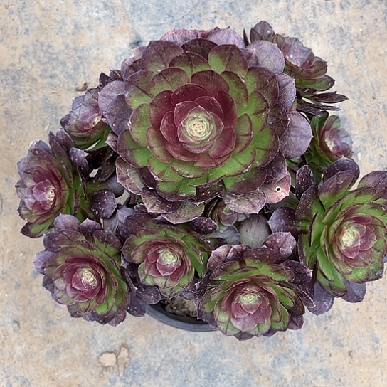 多肉植物法师黑魔37