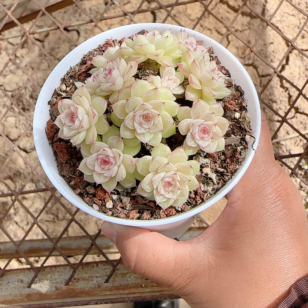 悠***球1128-63（糖心边线女王优选）