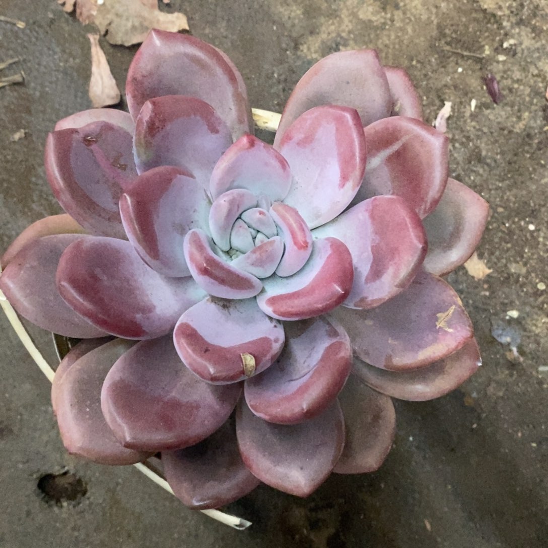 奥普大单头多肉，160杯