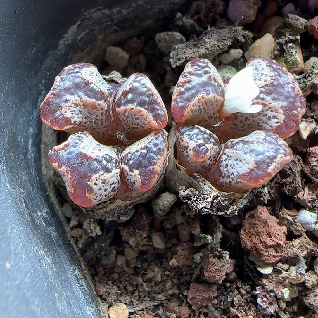 漂亮的蝴蝶。      48876