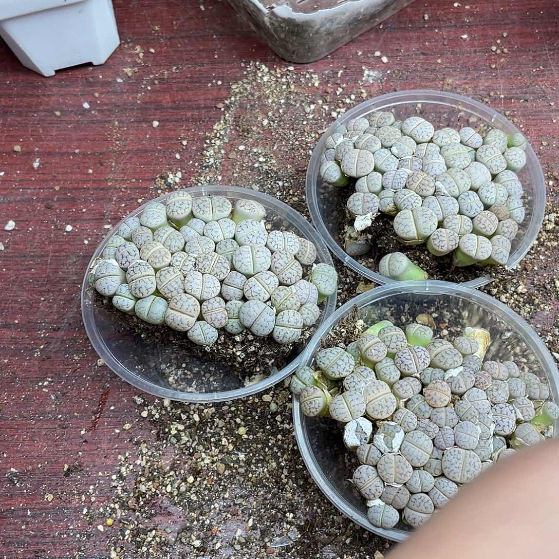 宝***椒8560000花花花去啊花花