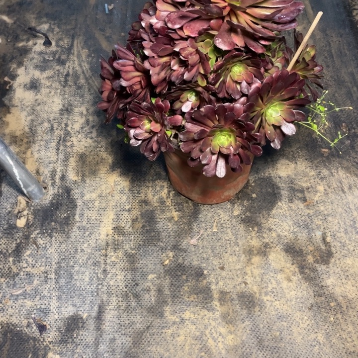 18铜壶黄锦多肉植物多肉