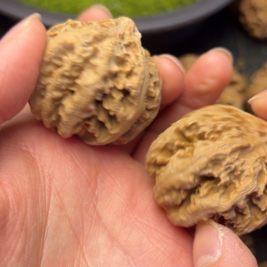 文玩核桃把件秦岭核桃9