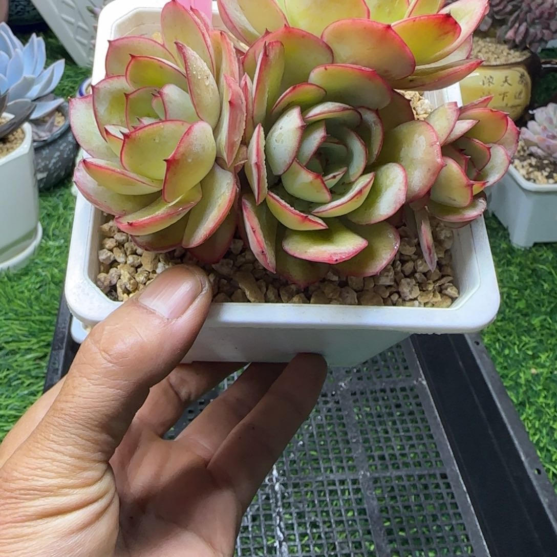 锦安多肉植物编号245