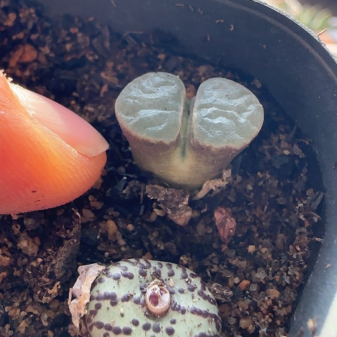 葡*?脱土发货哦24318