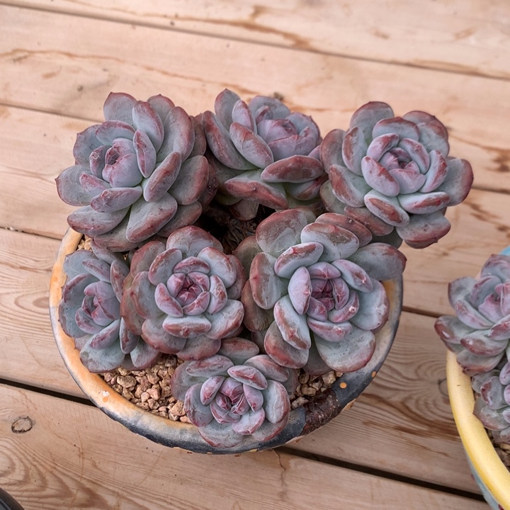 多肉植物石榴籽星影