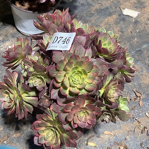 746红稚莲多肉法师