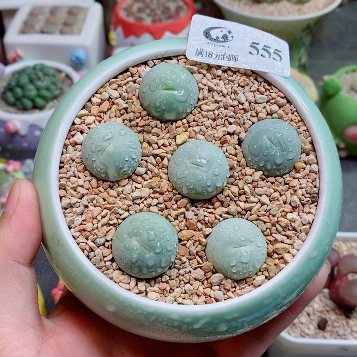 生石花花花花花花花555