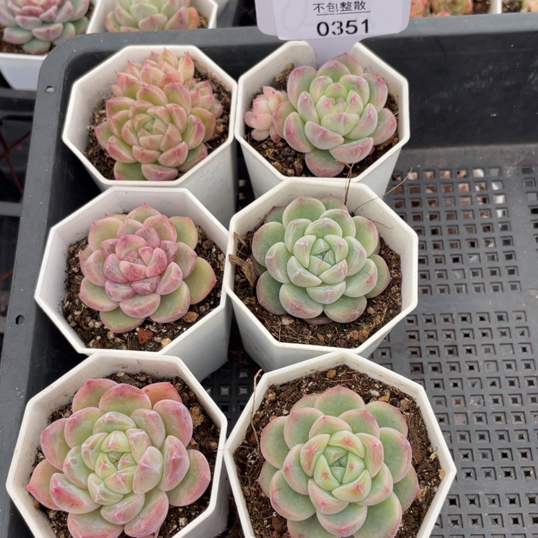 不包整散 盆子不售后0351