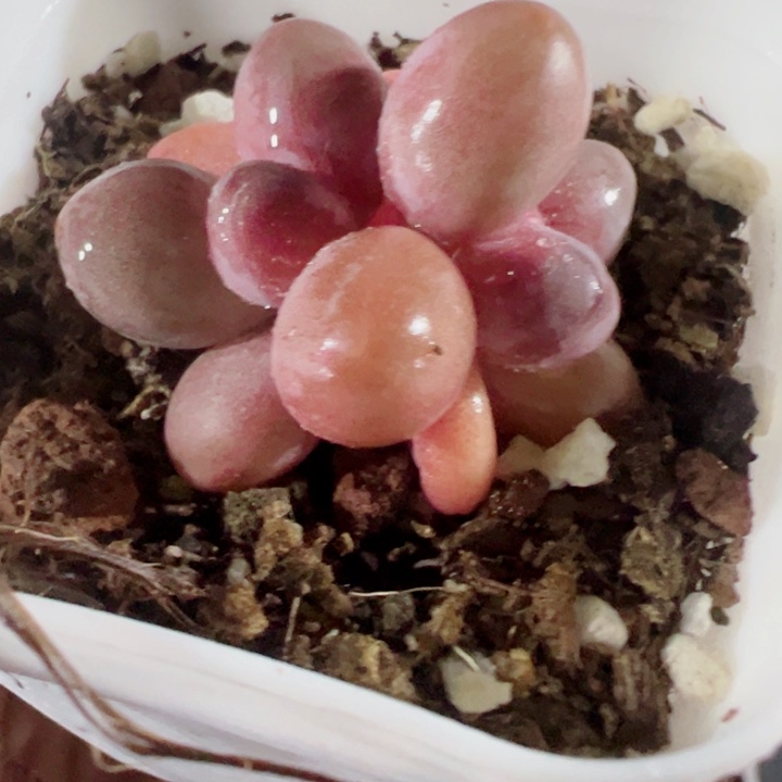 糖果美人精品多肉植物
