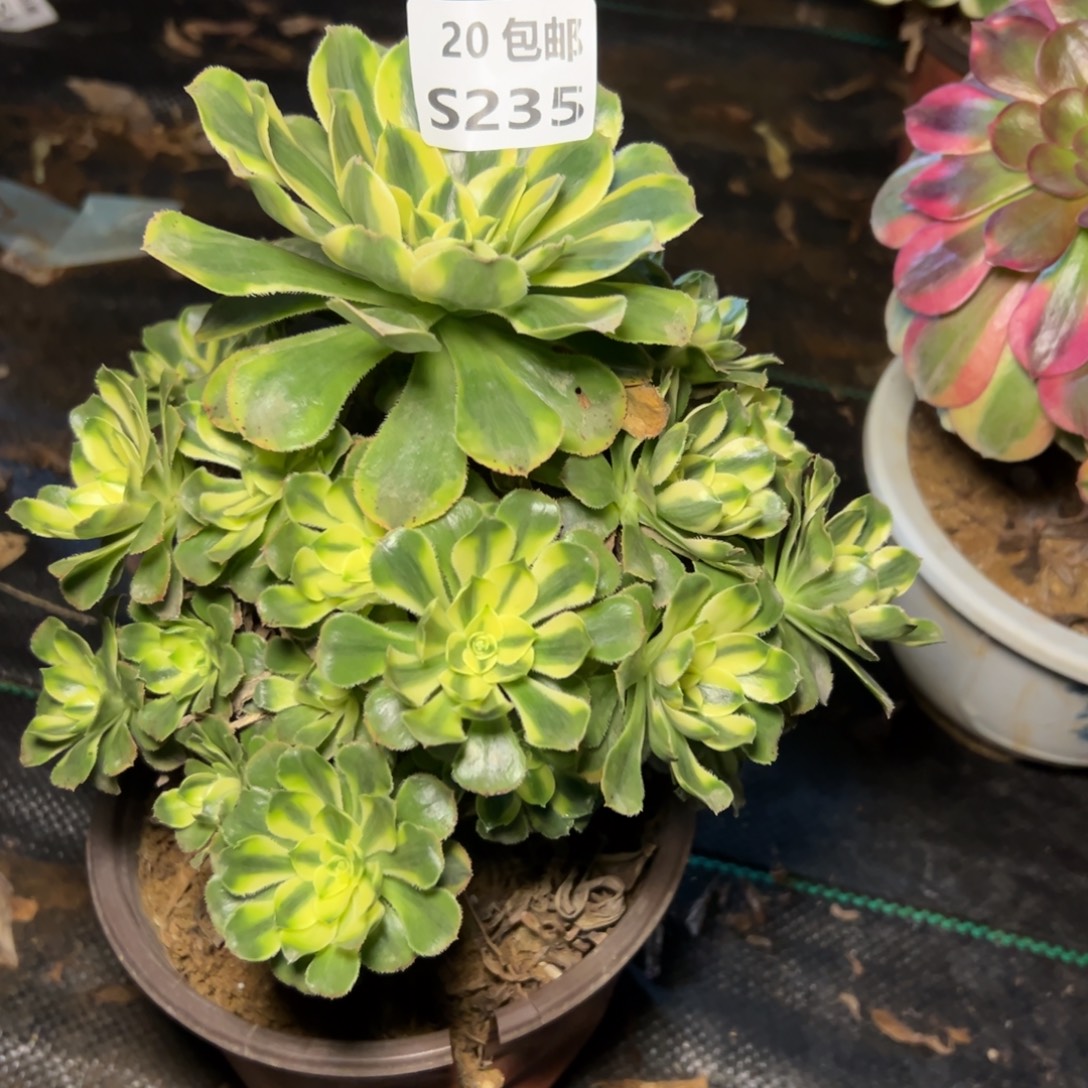 235保时捷，满20包邮