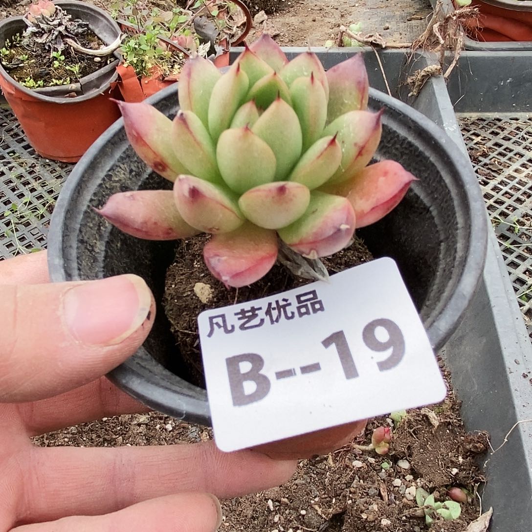 B19一物一拍满9.9包邮