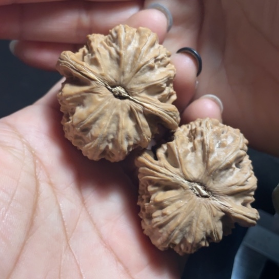 吊坠文玩核桃41全品白狮子角白