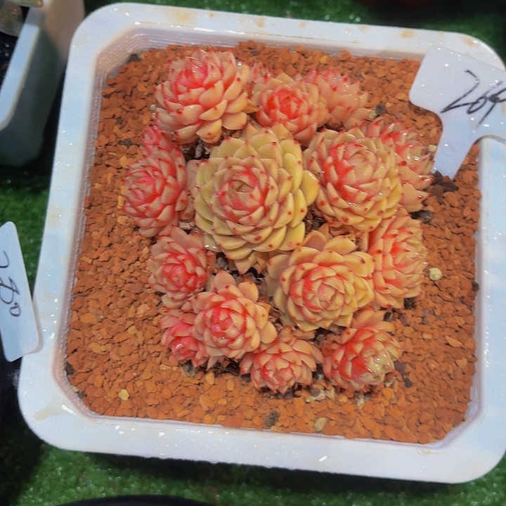 6***5丽娟花卉本吧多头