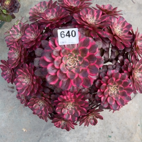 640血姬35厘米左右有断枝